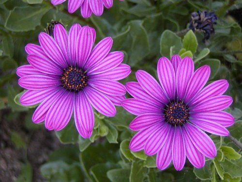 AFRYKAŃSKA STOKROTKA FIOLETOWA OSTEOSPERMUM Cena Opinie Rośliny