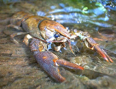 R-8 Raczki Raczek Rak Relax oryginal USA kpl.5 szt Liczba sztuk 5 szt.