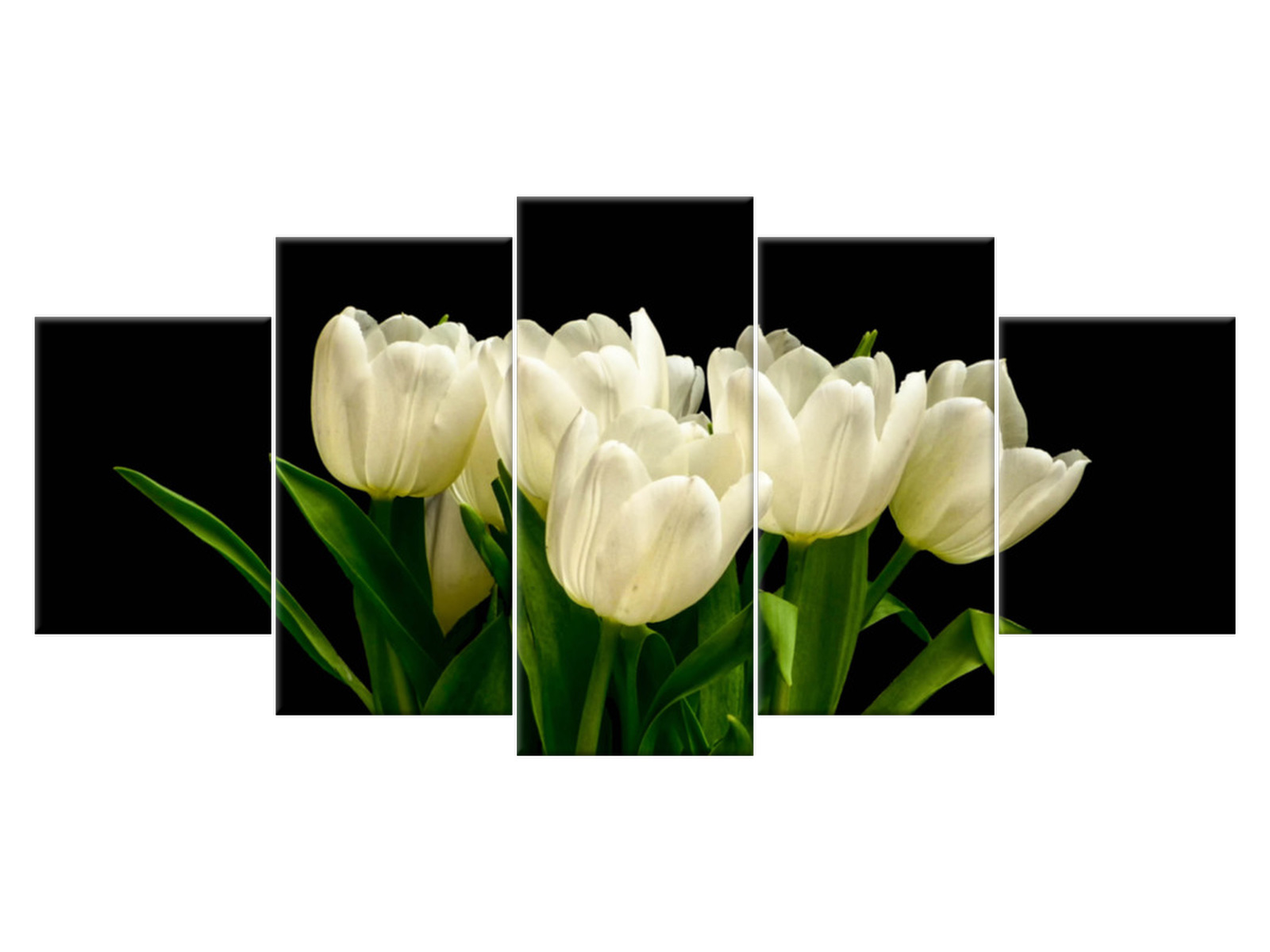 

Obraz na płótnie Tulipan Białe tulipany 150x70