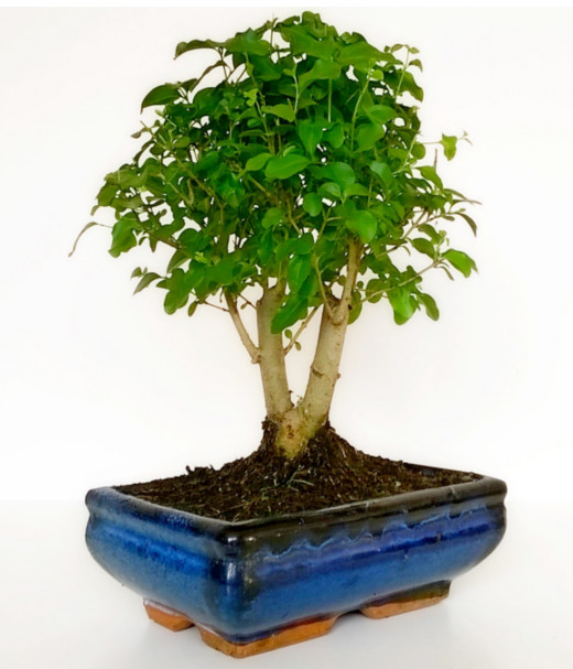 ODŻYWKA DO BONSAI STRONG APLIKATOR AGRECOL 1X30ML Producent Agrecol