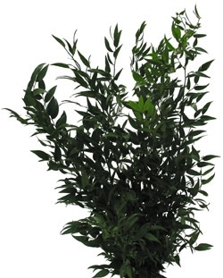 

Ruskus Ruskul Susz Egzotyczny Zielone Łodygi