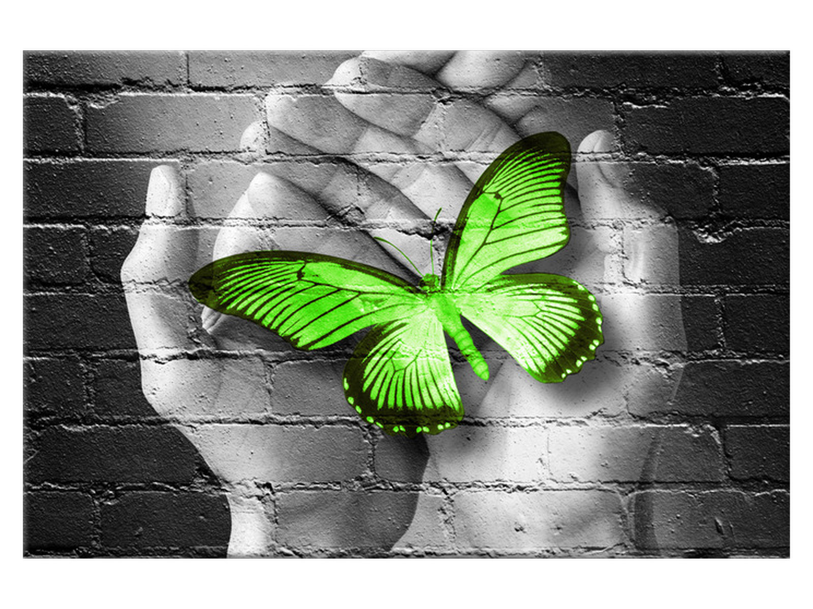 

Obraz Zielony motyl w dłoniach 120x80 2362A_1B