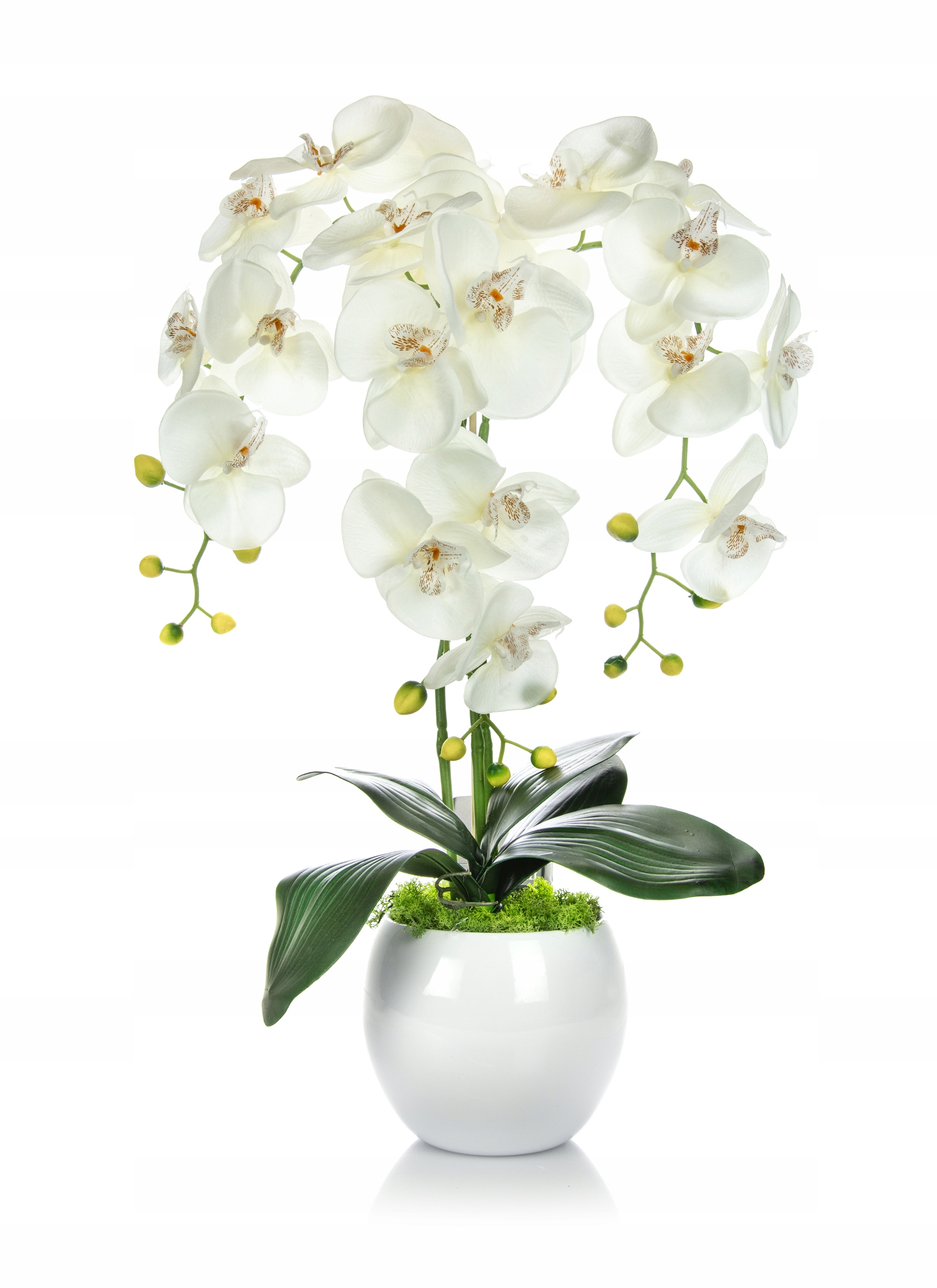 Орхидея фаленопсис Голландия белая в кашпо