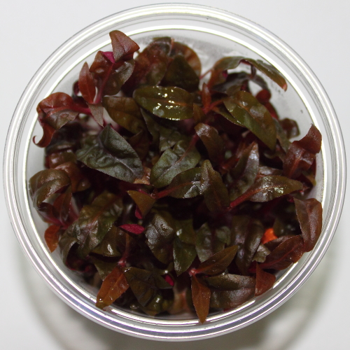 Althernanthera reinecki pink - In vitro - Saxon4