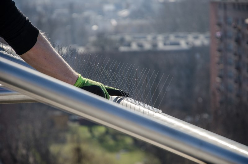 SZEROKIE GĘSTE KOLCE NA PTAKI GOŁĘBIE AVIK RX240 Rodzaj kolce