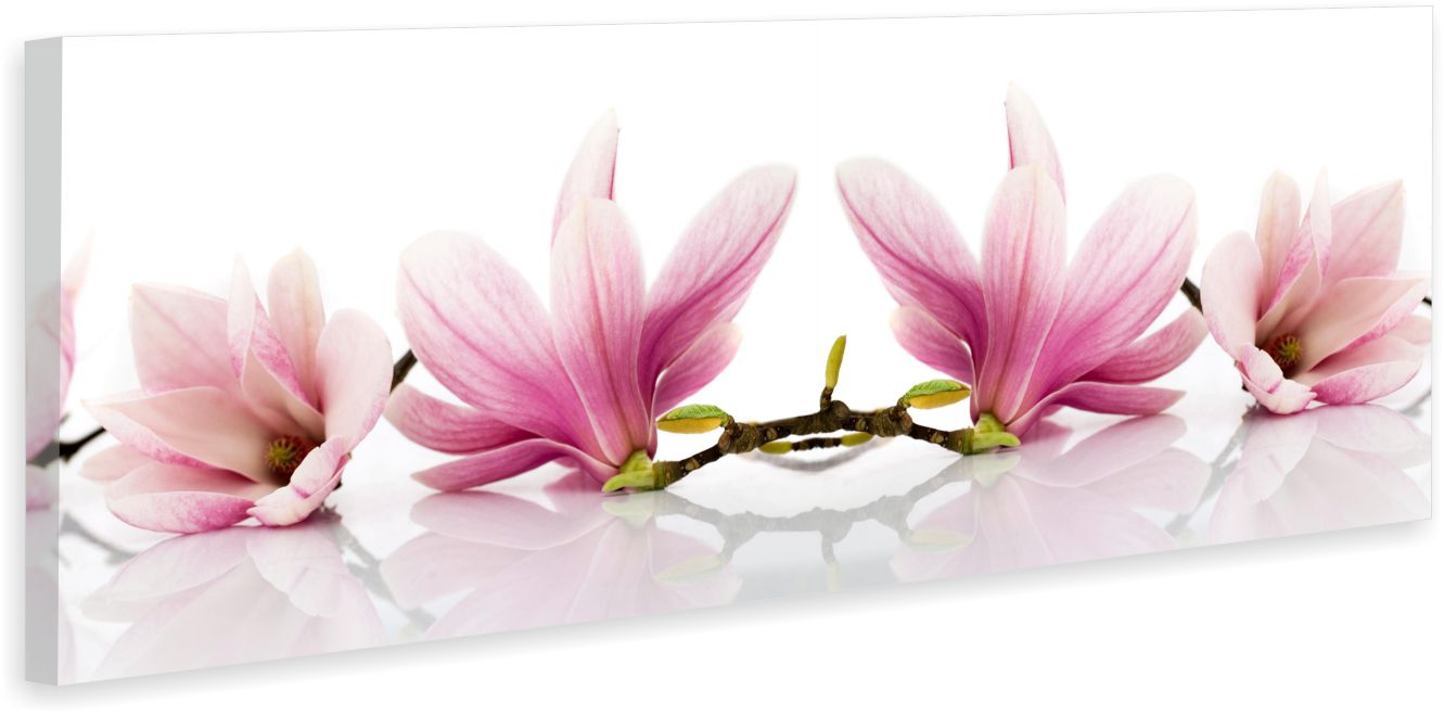 

Różowe Magnolie Obraz na płótnie Canvas 120x45cm