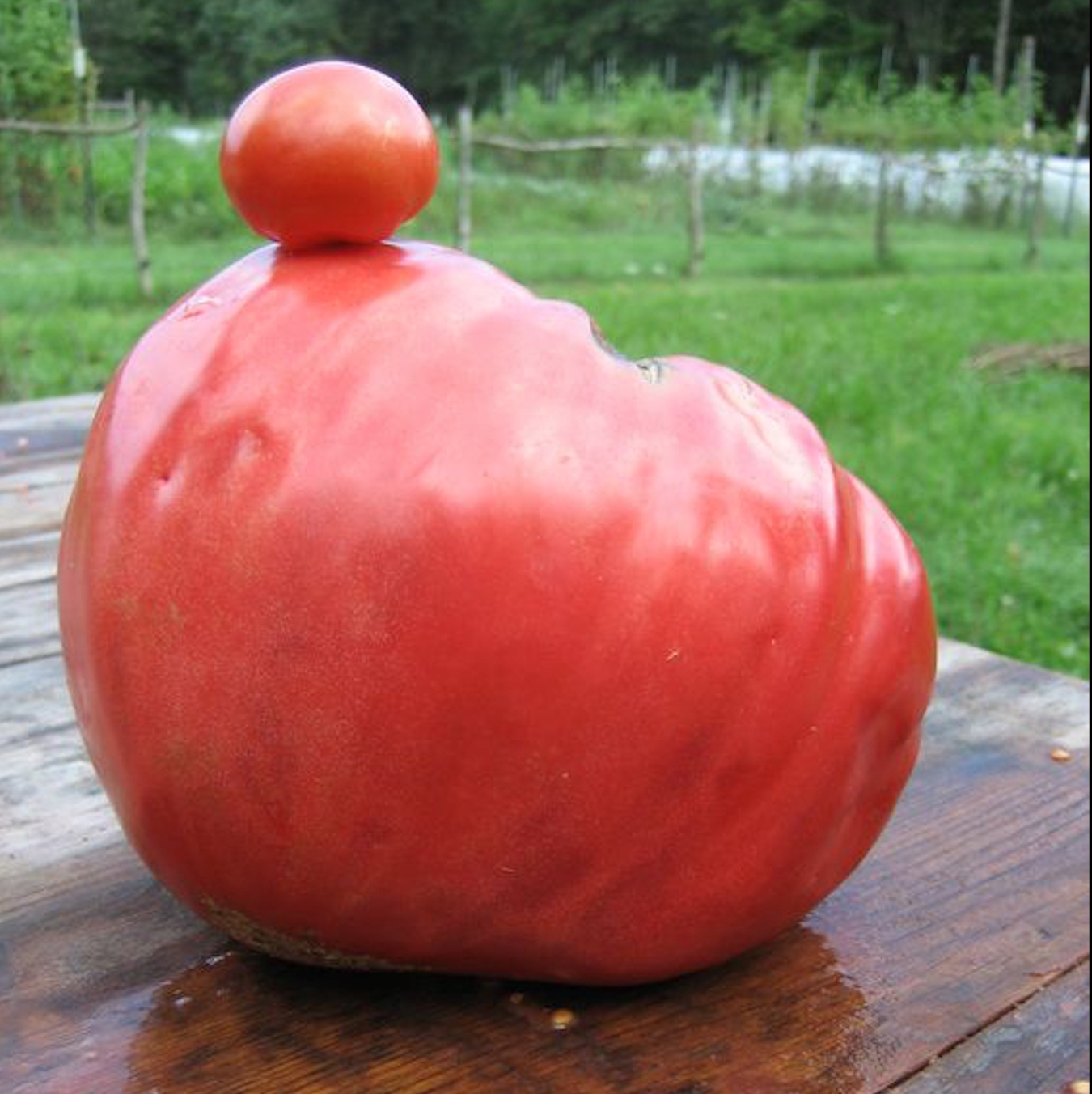 Огромный помидор