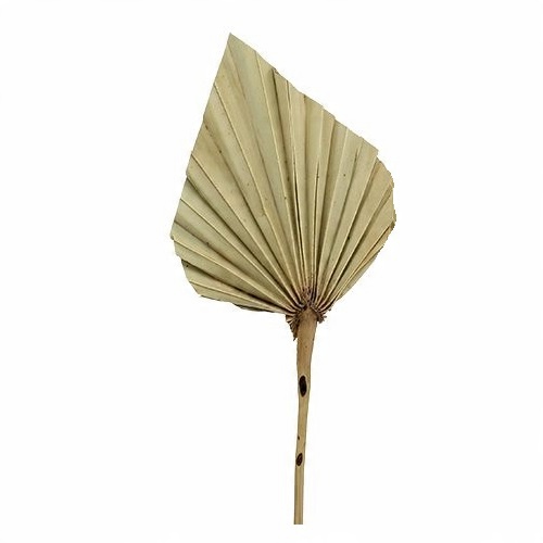 

Wachlarz Palm Spear Strzałka 7-12 CM Susz Egzotycz