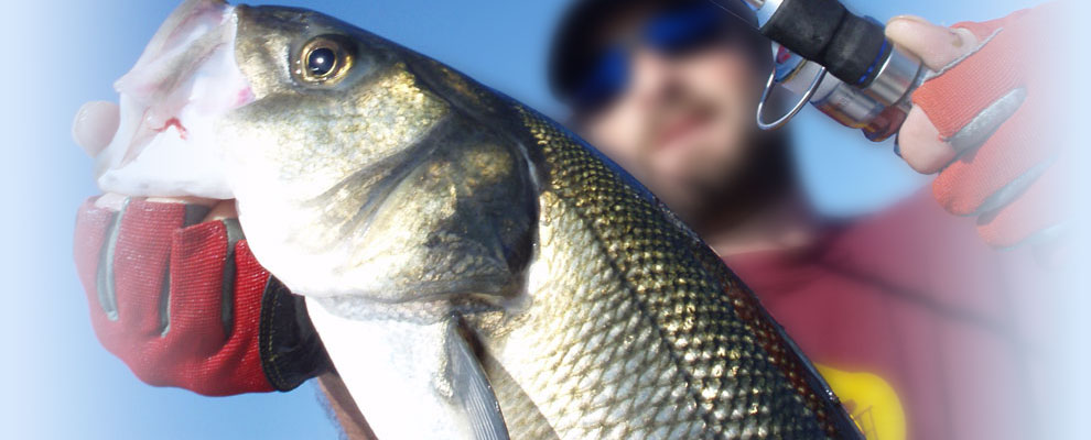 5 X DROP SHAD JASKÓŁKA 7,5 cm SUPER PRZYNĘTA EXO 1 Długość (cm) 7.5 cm