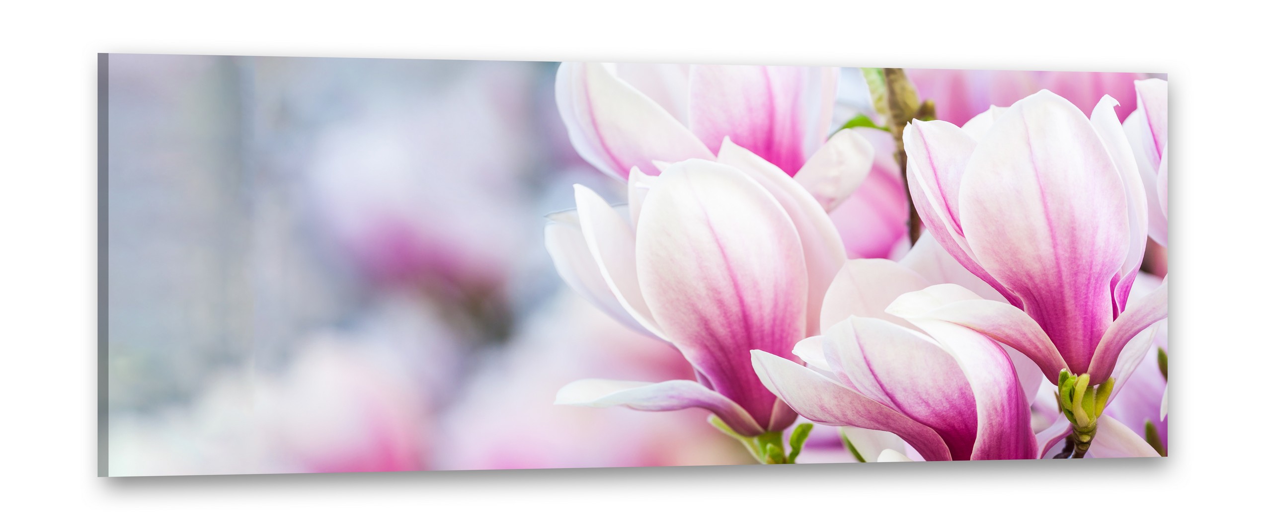 

Magnolie Obraz na płótnie 120x50 Obrazy na ścianę