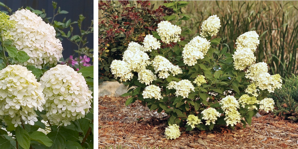 WSPANIAŁ HORTENSJA DIAMANTINO MINIATUROWA EAN 5904172842251