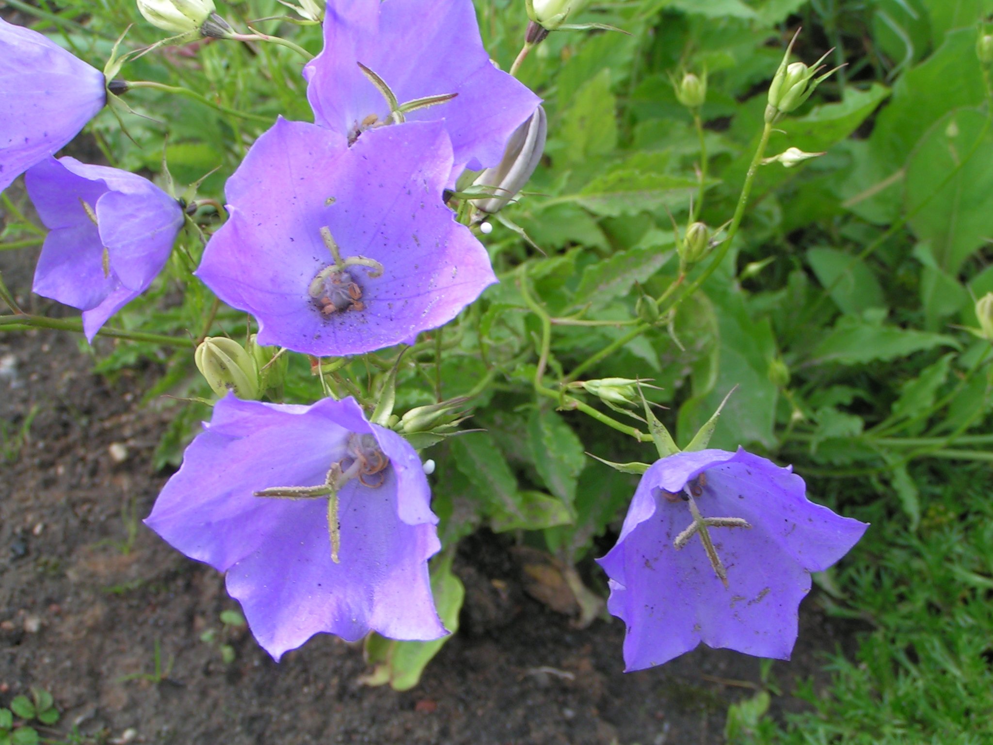 Колокольчик Карпатский Campanula Carpatica Jacq