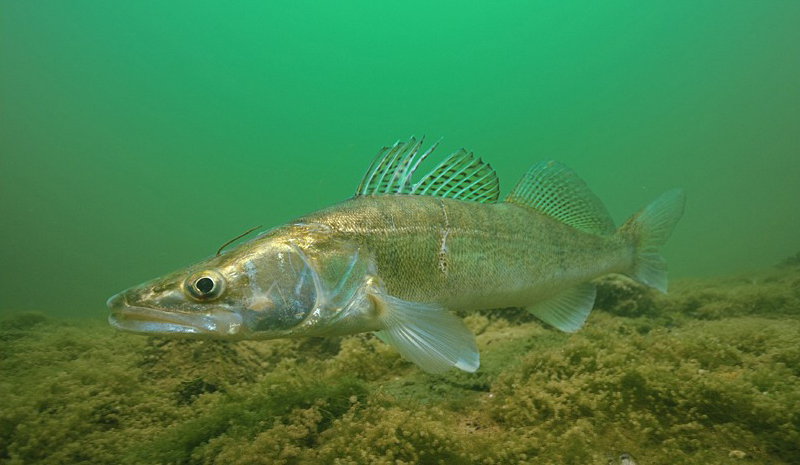 GŁÓWKA JIGOWA MISTRALL SHIRO JAMBO 6g nr 3/0 Model JAMBO JIG