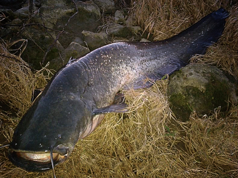 GŁÓWKA JIGOWA MISTRALL SHIRO BIG FISH 50g nr 12/0 Waga produktu z opakowaniem jednostkowym 0.35 kg