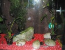 фото mini №5, Animal decorative mother of pearl glossy pebbles pearly quartz fi. 5-8 mm 0, 5 kg