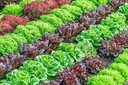 фото mini №3, Salatam mixture varieties-seed