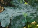 фото mini №3, Signum 10g gray mold contagion potatoes mealy genuine plants decorative