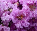 фото mini №6, Lagerstroemia indica color combination 20 seed
