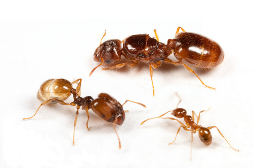 71. Mrówki KOLONIA Pheidole pallidula 10-20szt