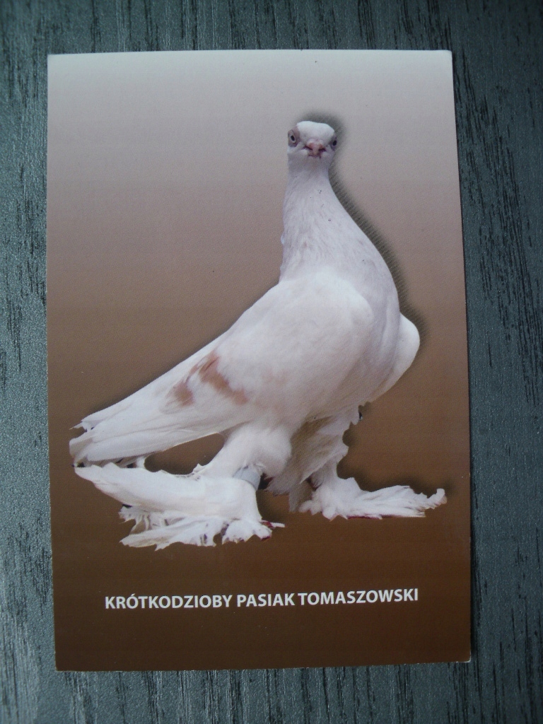 Tomaszów Krótkodzioby pasiak tomaszowski Wystawa
