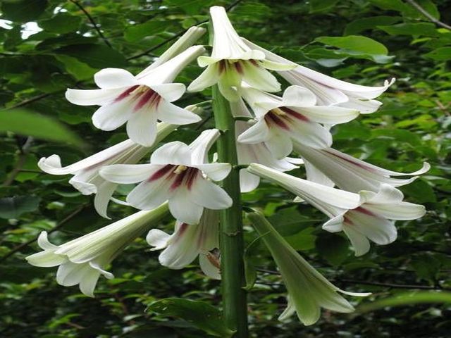 CARDIOCRINUM GIGANTEUM - LILIA HIMALAJSKA 1szt *B