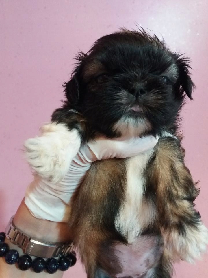 Pieski Shih Tzu sierpnień! Shihtzu samce tanio!!!