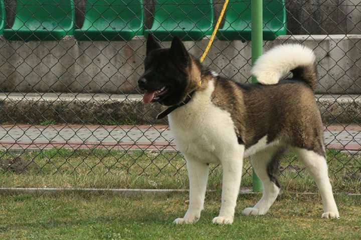 Akita Amerykańska suka ZKWP