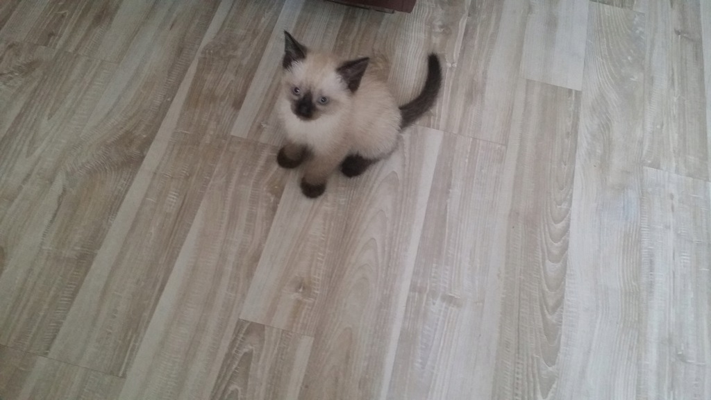 Ragdoll+Newa Masquerade -kocurek