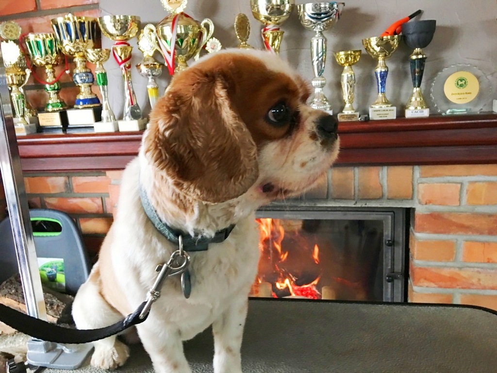 Cavalier Cavaliery po Champ.Pl. SUPER Rod FCI W-wa