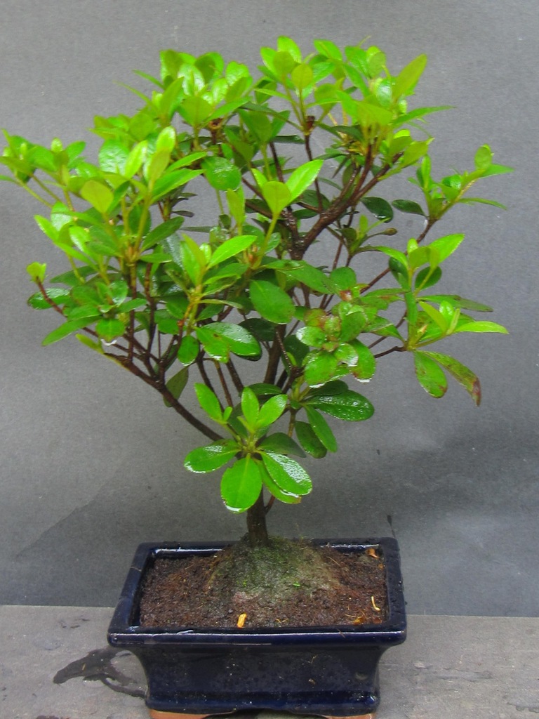 drzewko bonsai azalia prezent
