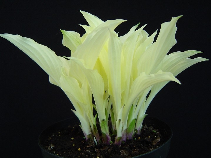 PIĘKNA HOSTA BIAŁA FUNKIA WHITE FEATHER SADZONKI