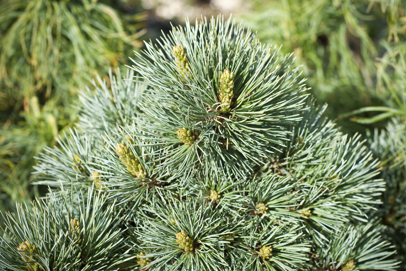 Pinus strobiformis 'Loma Linda' - Sosna biała !
