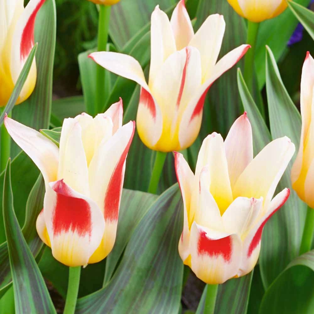 TULIPANY NISKIE JOHANN STRAUSS CEBULKI 5szt tanio