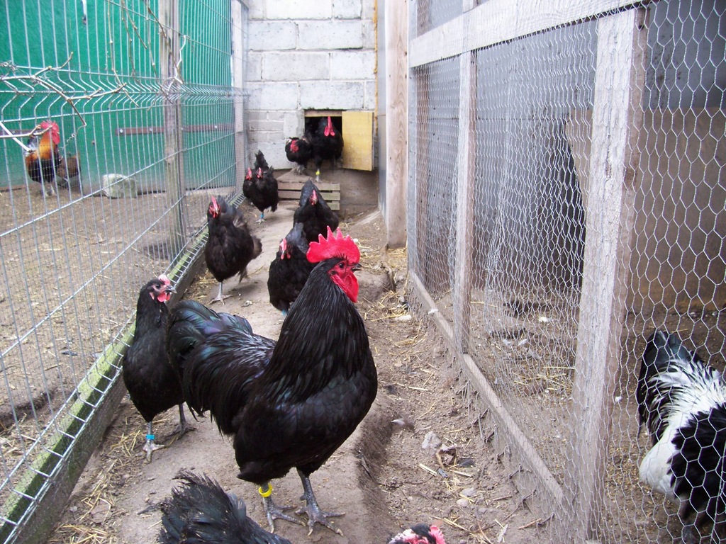 jajka lęgowe australorp i wiele innych...kurczaki