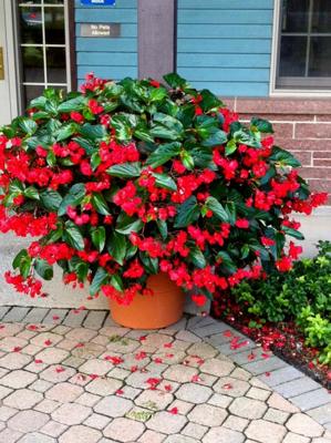 Begonia Dragon Wing Red genialna roślina