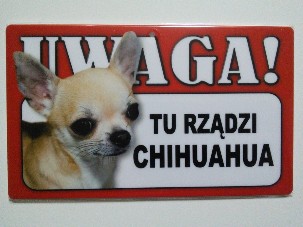 Tabliczka ostrzegawcza UWAGA TU RZĄDZI CHIHUAHUA