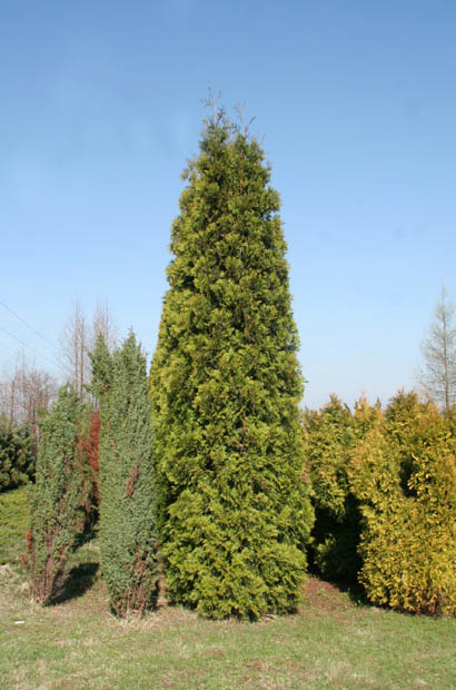 THUJA COLUMNA ŻYWOTNIK DUŻE DRZEWO TUJA 700 cm