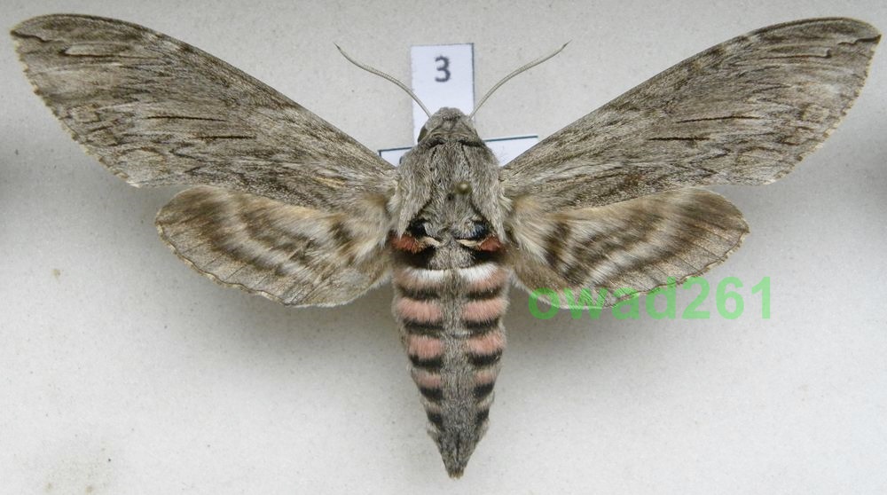 Agrius convolvuli Zawisak powojowiec samica 84mm3