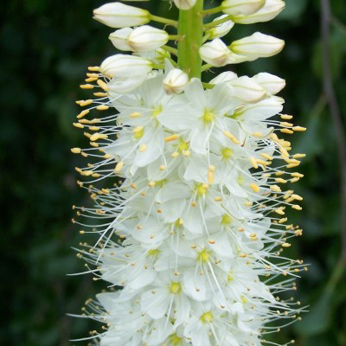 Pustynnik Eremurus HIMALAJSKI OLBRZYMI
