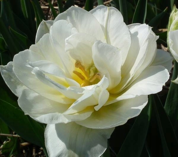 TULIPANY PEŁNE MONDIAL BIAŁE CEBULKI TULIPANÓW 5x