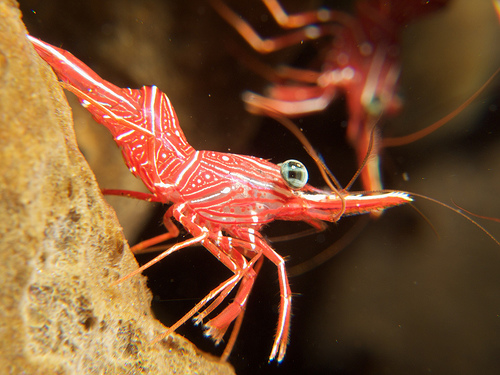 Rhynchocinetes durbanensis Krewetka tańcząca