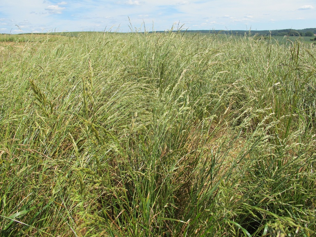 Trawa KOSTRZEWA ŁĄKOWA - 25 kg