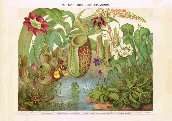 Rycina Rośliny owadożerne A2