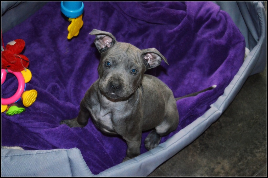 Thai Ridgeback dog prześliczne szczenieta