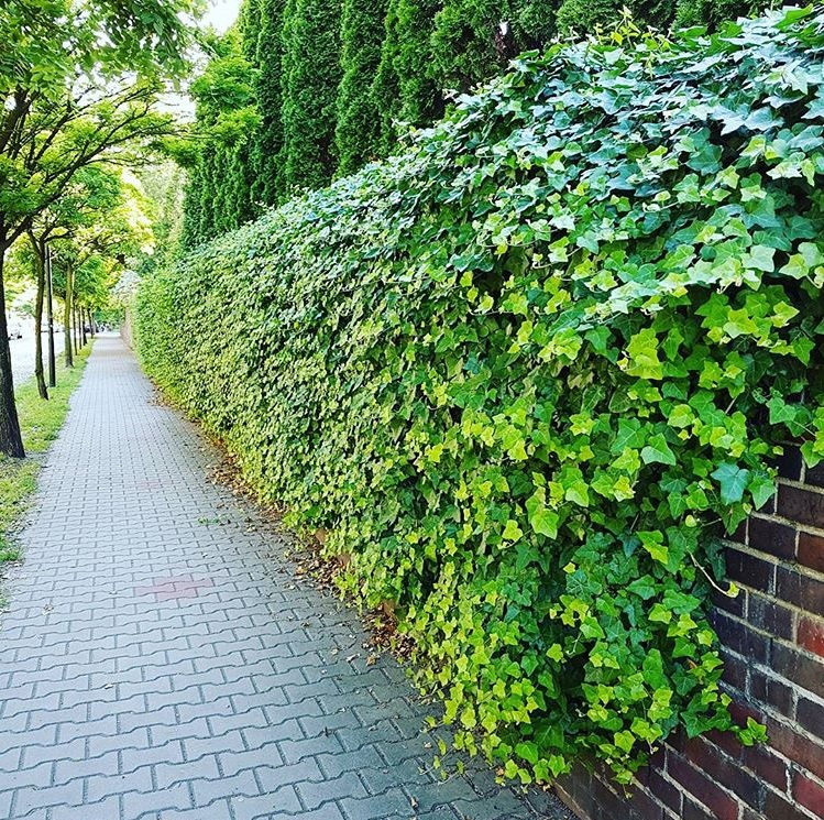 Bluszcz Pospolity sadzonka P9 30-40cm HEDERA HELIX