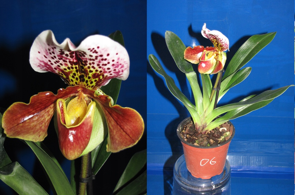 Paphiopedilum, sabotek storczyk 06