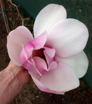 MAGNOLIA ATLAS OGROMNe 35 CM KWIATY