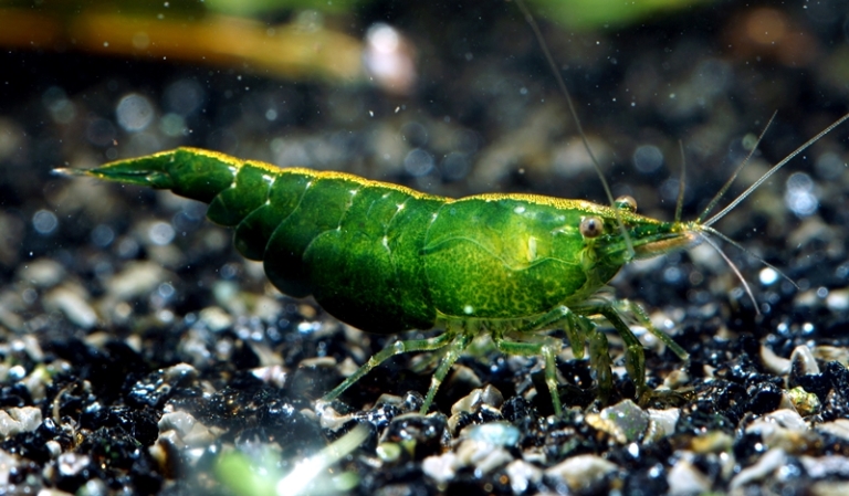 Krewetki Neocaridina Green Jade 10szt wybarwione