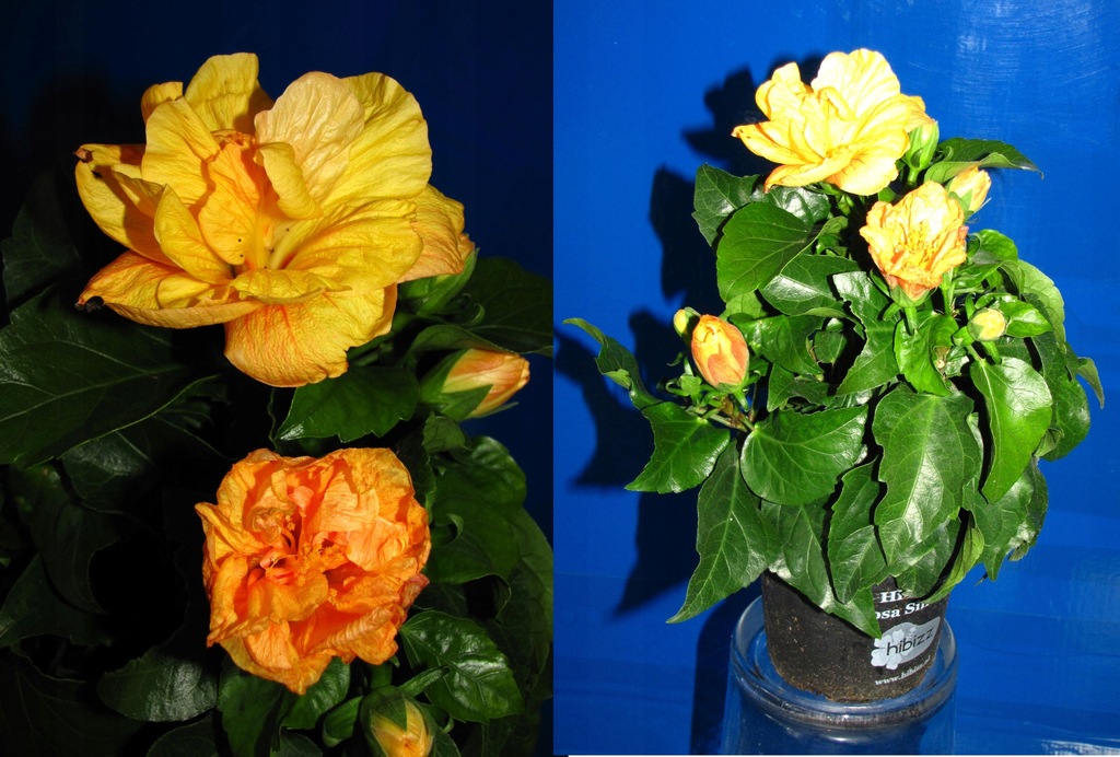 HIBISKUS JAZZ