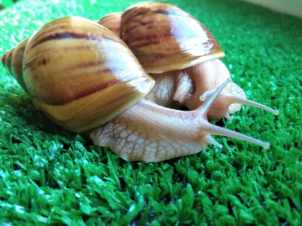 Achatina immaculata var. panthera - 6 cm.